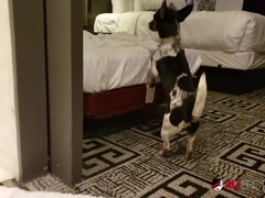 デカチン, 茶髪の, 気狂い, ハードコア, 小柄, オマンコ, 現実, オッパイの