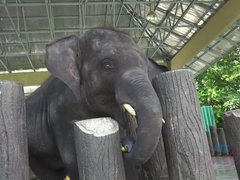 Amateur, Sucer une bite, Huilée, Orgasme, De plein air, Pov, Public, Chatte