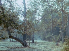 Sucer une bite, Tir de sperme, Poilue, Orgie, Rétro ancien