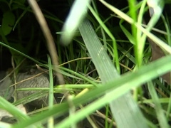 Have Fun AV to Grandfather