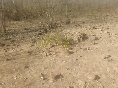 Walking through the desert looking for the cactus that increases the size of the stick.