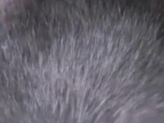 Shaved Boi Hole Gets MyTongue. 2