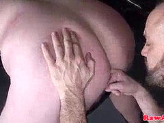 Bearded bear barebacked by two silverwolfs