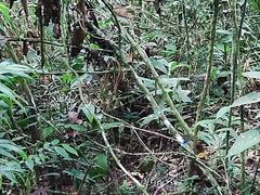 young handsome ranger masturbates and cums in the jungle, while he stays behind his companions