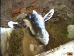 Bavarian Affair - Vignette five