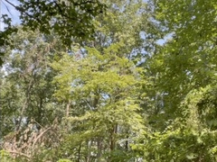 Humungous Floppy Manmeat Hike in the Forest with Bare Cum-Shot