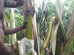 Man all alone In the Forest and make the plantain tree is wife and Fuck on it