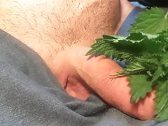 Nettles cock torture close up