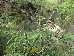 Park Ranger Poke fuck