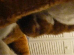 A Cabbit showcasing off and frolicking with himself