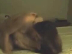 Leie, In den arsch, Blasen, Braunhaarige, Schwarz, Fett, Lingerie, Milf