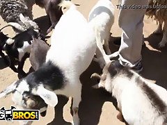 アジア人, デカ尻, グループ, 巨大, レズビアン, 自然山雀, ポルノスター, オッパイの