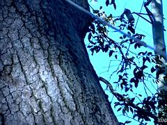 Dungeon Games - Into The Woods 3 - Tyler Saint, Duke Rivers  Dire Callahan