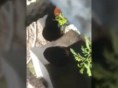 Morena, Sexo duro, Hd, Indio, Al aire libre, Tetas