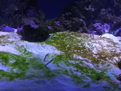 Amateur, Salle de bains, Sucer une bite, Bottes, Couple, Petite amie, Masturbation