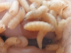 Amateur, Bondage domination sadisme masochisme, Bizarre, Fait maison, Mature, Mère que j'aimerais baiser, Douleur, Tabou