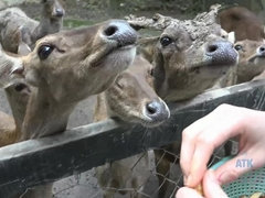 Corrida, Novia, Perforación, Pezones inflados, Coño, Falda, Fumando, Vibrador