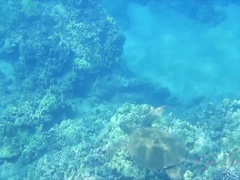 Любители, Пляж, Минет, Подружка, На природе, Крошечные, Киски, Сиськи