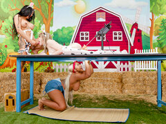 Chubby ebony milkmaid banged by shemales