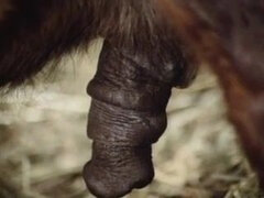 Categoría - Sexo duro