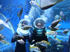 フェラチオ, カップル, チン, 彼女, ハードコア, なめる, ハメ撮り, オマンコ