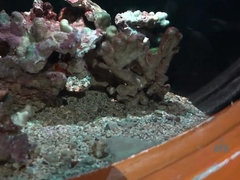 Arsch, Strand, Braunhaarige, Kleid, Freundin, Pov, Muschi, Titten