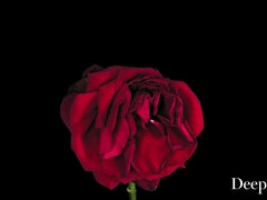 彼氏, 巨乳な, 黒人, 顔射, 異人種間, 自然山雀, オージー, オッパイの