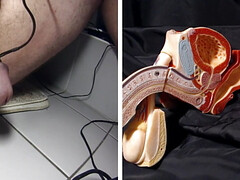 Male sexual resonse 221216