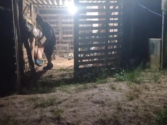 I caught him on all 4s in the barn