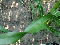 the farmer's wife asked to inject extra vitamin in the corn field,he was a bit shy