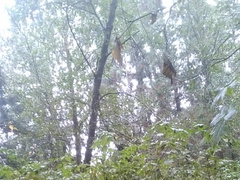 Twunk uses Yam-Sized fucktoy in forest