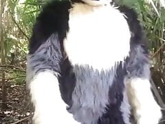 Wolf In the Woods