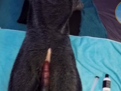 Enormous pony faux-cock inwards a murrsuiter's culo, and his bunghole packed with his own pee