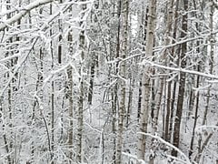 Winter is CUMing