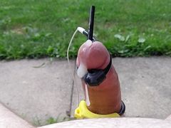 Outdoor cumshot - estim
