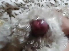 japanese fur fetish masterbation