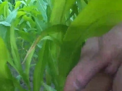 wanking in the cornfield and cumming in the woods 4