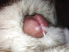 fox fur stroke