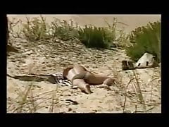 Bites De Dinosaures 1