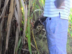 The immense stallion is wixxt in the area