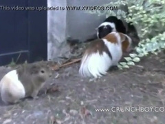 two huge trunk pulverize no condom andc reampie hote exhib outdoor