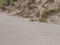 Fun in the Dunes of Denmark
