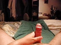 swallow in bed