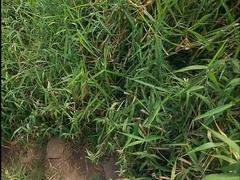 uncircumcised guy WS comp, guzzle, piss on humid cutoffs, outdoors