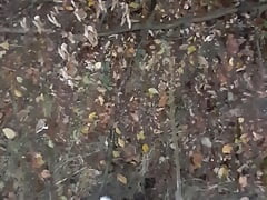 Pissing and sharpening in the public forest