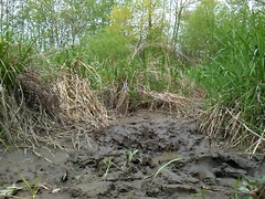 HOT MUD BATH