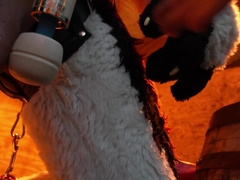 Husky Fursuiter Suspension Jerkoff