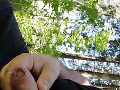 a bear in the woods
