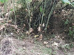 259 We found another place in the woods to make videos