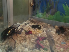 Любители, Минет, Брюнетки, Платье, Еда, Подружка, На природе, Сиськи